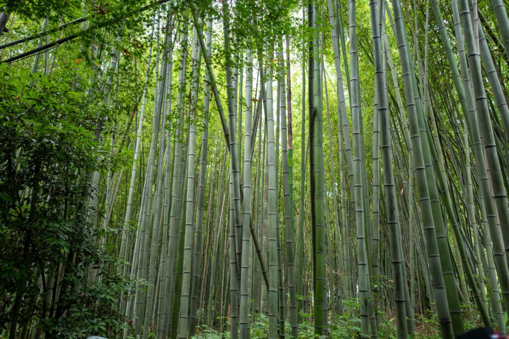 Bamboo Kyoto Forest