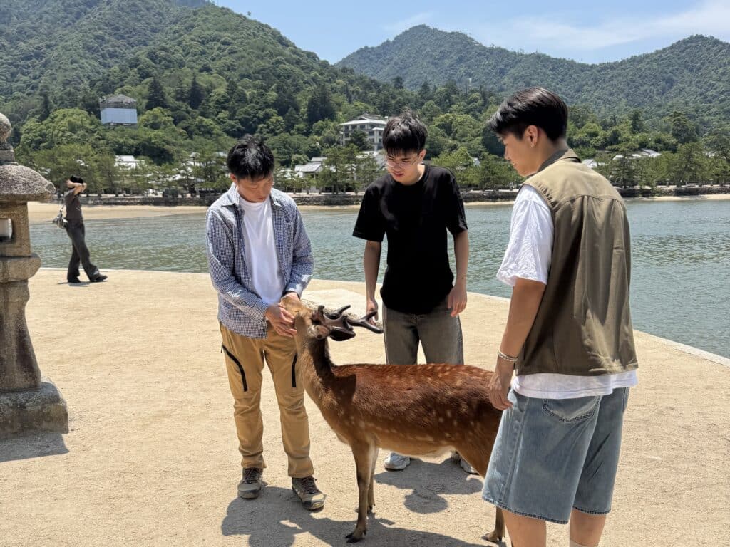 Miyajima Island Deers